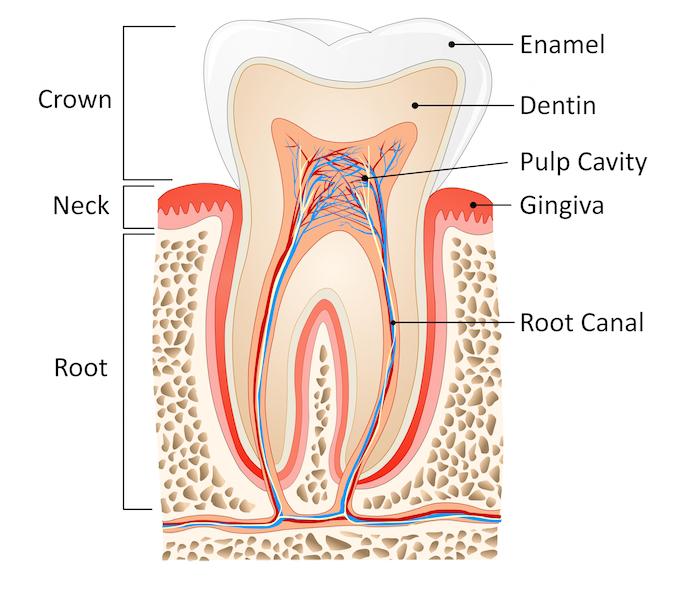 Diagram of a tooth and root from The Dental Care Center in Van Nuys, CA